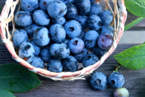 ブルーベリー　犬　目