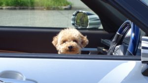 小型犬におすすめの車