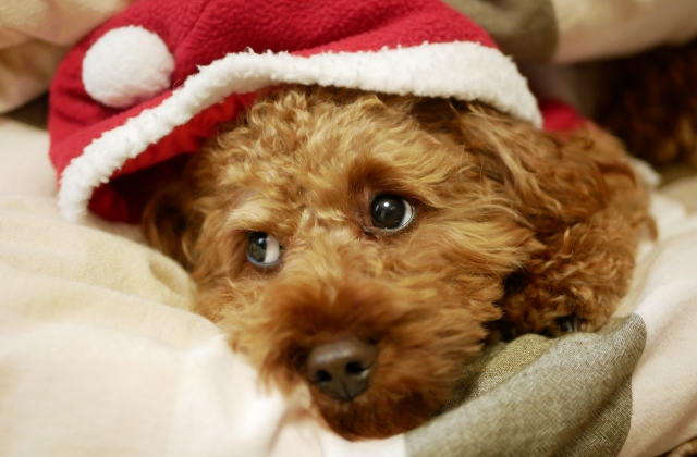 犬　サンタ服　ダイソー