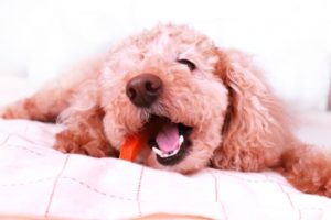 犬 おやつ ご褒美