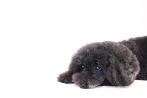 犬 耳掃除 嫌がる