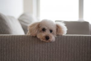 犬耳掃除嫌がる