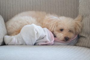 犬 分離不安 症状