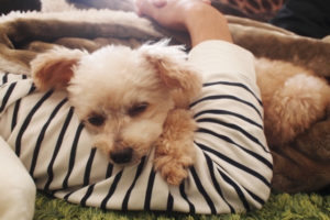 犬 分離不安 原因