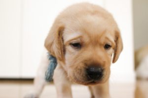 犬が生理おむつを嫌がる