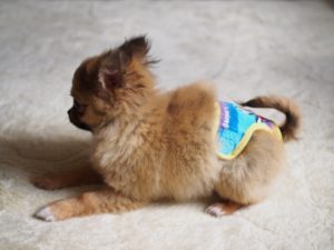 犬 生理用おむつ