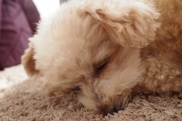 犬-下痢-嘔吐-食欲不振