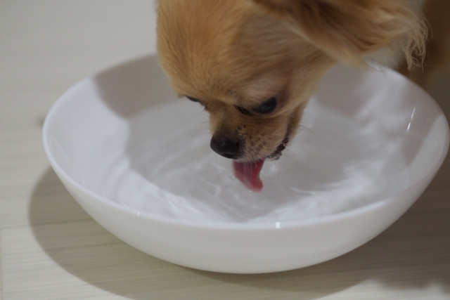 犬　水道水